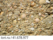Background from a shell rock in cement. Стоковое фото, фотограф Леонид Еремейчук / Фотобанк Лори