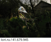 Argiopa Spider on the web. Стоковое фото, фотограф Леонид Еремейчук / Фотобанк Лори