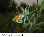 Butterfly on a plant stem. Стоковое фото, фотограф Леонид Еремейчук / Фотобанк Лори