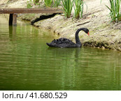 black swan is swimming in a pond. Стоковое фото, фотограф Леонид Еремейчук / Фотобанк Лори