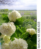 Flowers of a buldenezh. Стоковое фото, фотограф Леонид Еремейчук / Фотобанк Лори
