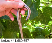 Legless lizard spindle in human hand. Anguis fragilis. Стоковое фото, фотограф Леонид Еремейчук / Фотобанк Лори