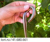 Legless lizard spindle in human hand. Anguis fragilis. Стоковое фото, фотограф Леонид Еремейчук / Фотобанк Лори