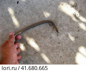 Legless lizard spindle in human hand. Anguis fragilis. Стоковое фото, фотограф Леонид Еремейчук / Фотобанк Лори