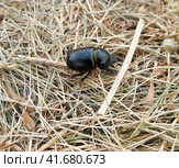 Manure bug in search. Стоковое фото, фотограф Леонид Еремейчук / Фотобанк Лори
