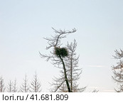 Witch's nest on a tree. Стоковое фото, фотограф Леонид Еремейчук / Фотобанк Лори
