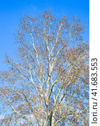 Blooming silver poplar. Silver poplar tree in spring. Poplar. Стоковое фото, фотограф Леонид Еремейчук / Фотобанк Лори
