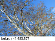 Blooming silver poplar. Silver poplar tree in spring. Poplar. Стоковое фото, фотограф Леонид Еремейчук / Фотобанк Лори