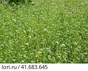 Plant a shepherd's bag. Glade with a shepherd's bag. Capsella bursa-pastoris. Стоковое фото, фотограф Леонид Еремейчук / Фотобанк Лори