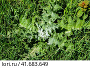 Young plant Onopordum acanthium in the grass. Стоковое фото, фотограф Леонид Еремейчук / Фотобанк Лори