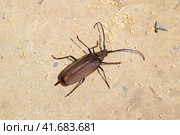 Beetle bark beetle. Imago of an insect. Beetle with long antennae. Стоковое фото, фотограф Леонид Еремейчук / Фотобанк Лори