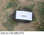 A bad internet symbol. Low download speed. Slow internet. Ordinary river tortoise of temperate latitudes. The tortoise is an ancient reptile. Стоковое фото, фотограф Леонид Еремейчук / Фотобанк Лори