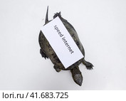 Internet speed. A bad internet symbol. Low download speed. Slow internet. Ordinary river tortoise of temperate latitudes. The tortoise is an ancient reptile. Стоковое фото, фотограф Леонид Еремейчук / Фотобанк Лори