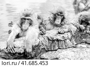 Group of Snow monkeys sitting in a hot spring in Jigokudani Monkey Park in Japan, Nagano Prefecture. Cute Japanese macaque (Macaca fuscata) (2010 год). Стоковое фото, фотограф VittoriaChe / Фотобанк Лори