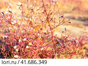 Flowering coastal plants on an autumn day. Red stems of saltwort with inconspicuous fluffy flowers. Стоковое фото, фотограф Коханова Наталья / Фотобанк Лори