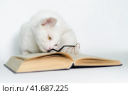 white cat with glasses and a book on a clean background close up. Стоковое фото, фотограф Артем Курутин / Фотобанк Лори