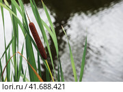 Typha or bulrush plant, close-up Natural photo. Стоковое фото, фотограф EugeneSergeev / Фотобанк Лори