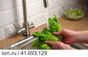 Washing fresh green salad leaves under the faucet in Stylish kitchen sink splashes scatter to the sides. Female hands Rinsing lettuce with Tap Water. Food safety. Preparation of vegan vegetable salad. Стоковое видео, видеограф Марина Демидюк / Фотобанк Лори