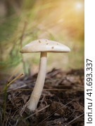 The most poisonous mushroom Amanita phalloides in the forest close-up. Стоковое фото, фотограф Корнеев Вячеслав / Фотобанк Лори