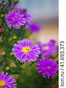 Symphyotrichum novi-belgii, delicate and beautiful garden flower. Стоковое фото, фотограф Корнеев Вячеслав / Фотобанк Лори