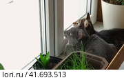Two cats look out through window at the birds. Domestic cats want to catching bird, attack, scrape the glass. Cute kitty sitting on windowsill. Feline watching bird outside the window. Closeup. Стоковое видео, видеограф Марина Демидюк / Фотобанк Лори