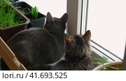 Two cats look out through window at the birds. Domestic cats want to catching bird, attack, scrape the glass. Cute kitty sitting on windowsill. Feline watching bird outside the window. Closeup. Стоковое видео, видеограф Марина Демидюк / Фотобанк Лори