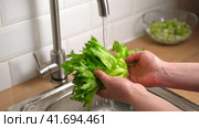 Washing fresh green salad leaves under the faucet in Stylish kitchen sink splashes scatter to the sides. Female hands Rinsing lettuce with Tap Water. Food safety. Preparation of vegan vegetable salad. Стоковое видео, видеограф Марина Демидюк / Фотобанк Лори