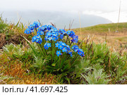 Незабудка азиатская (Myosotis asiatica). Красивые голубые полевые цветы в тундре на морском побережье. Растения, произрастающие в Арктике. Северная флора. Природа Чукотки и Сибири. Крайний Север России. Июнь. Стоковое фото, фотограф Андрей Степанов / Фотобанк Лори