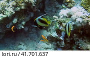 Дайвинг в Красном море.  Рыба-бабочка. Стоковое видео, видеограф Галина / Фотобанк Лори
