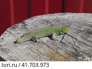 An ordinary quick green lizard. Lizard on the cut of a tree stump. Sand lizard, lacertid lizard. Стоковое фото, фотограф Леонид Еремейчук / Фотобанк Лори