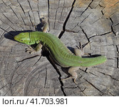 An ordinary quick green lizard. Lizard on the cut of a tree stump. Sand lizard, lacertid lizard. Стоковое фото, фотограф Леонид Еремейчук / Фотобанк Лори
