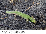 An ordinary quick green lizard. Lizard on the ground amidst ash and ash after a fire. Sand lizard, lacertid lizard. Стоковое фото, фотограф Леонид Еремейчук / Фотобанк Лори