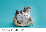 three kittens in a sack on a turquoise background. Стоковое фото, фотограф Артем Курутин / Фотобанк Лори