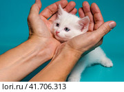 little kitten in male palms on a turquoise background. Стоковое фото, фотограф Артем Курутин / Фотобанк Лори