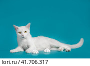 white contented cat lies on a turquoise background next to meringues. Стоковое фото, фотограф Артем Курутин / Фотобанк Лори