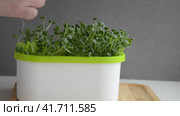 Cutting microgreens with scissors, proper nutrition concept. Стоковое видео, видеограф Елена Гломаздо / Фотобанк Лори