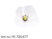 Fragile white flower close-up, isolated on a white background. Unsteady Bud with petals, isolated on a white background. Macro photo of a white flower on a thin stem. Стоковое фото, фотограф Андрей Журавлев / Фотобанк Лори