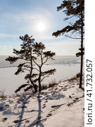 Silhouettes of spreading pine trees on high shore of frozen Baikal Lake near Goloustnoye village on cold January day. Scenic winter landscape with low sun. Natural background. Winter travel and outdoors. Стоковое фото, фотограф Виктория Катьянова / Фотобанк Лори