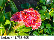Flowering celosia comb. Variety "Coral Garden" Стоковое фото, фотограф Зобков Юрий / Фотобанк Лори