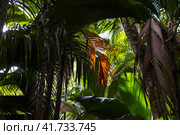 Palm forest background photo. Стоковое фото, фотограф EugeneSergeev / Фотобанк Лори