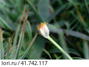 Flower of Chlorophytum comosum, usually called spider plant or common spider plant close up. Стоковое фото, фотограф Татьяна Терехина / Фотобанк Лори