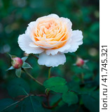 Flower pink rose on natural background. Стоковое фото, фотограф Андрей Зык / Фотобанк Лори
