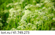 The cow parsley, Anthriscus sylvestris, is an umbelliferous plant. The wild chervil grow in meadow. Kupyr on a summer day, close-up, side view. White flowers on a green background. Стоковое видео, видеограф Марина Демидюк / Фотобанк Лори