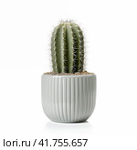 Single cactus in a grey pot on a white background. Стоковое AI-изображение, AI-художник Евгений Харитонов / Фотобанк Лори