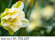 One flower of a terry narcissus with raindrops on a background of blurred green leaves.Spring flower of a multi-petalled yellow-white narcissus in a green garden.  Spring Flower Card. Стоковое фото, фотограф Александр Кротков / Фотобанк Лори