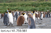 A giant King Penguin Colony at Gold Harbour, South Georgia Island. Стоковое видео, видеограф Vladimir / Фотобанк Лори