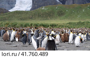 A giant King Penguin Colony at Gold Harbour, South Georgia Island. Стоковое видео, видеограф Vladimir / Фотобанк Лори