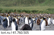 A giant King Penguin Colony at Gold Harbour, South Georgia Island. Стоковое видео, видеограф Vladimir / Фотобанк Лори