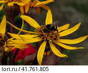 Шмели на больших желтых цветах, гелиопсис. Bumblebees sitting on yellow ragwort flowers. Стоковое фото, фотограф Александр Кузнецов / Фотобанк Лори