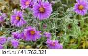 Alpine Aster freeze under white snow in spring. Decorative garden plant with purple flowers. Стоковое видео, видеограф Ирина Старикова / Фотобанк Лори